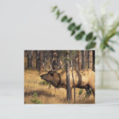 エルク,Cervus elaphus,燃え尽きたなかの雄のラッパ ポストカード (スタンド正面)