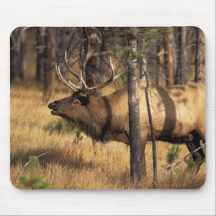 エルク,Cervus elaphus,燃え尽きたなかの雄のラッパ マウスパッド