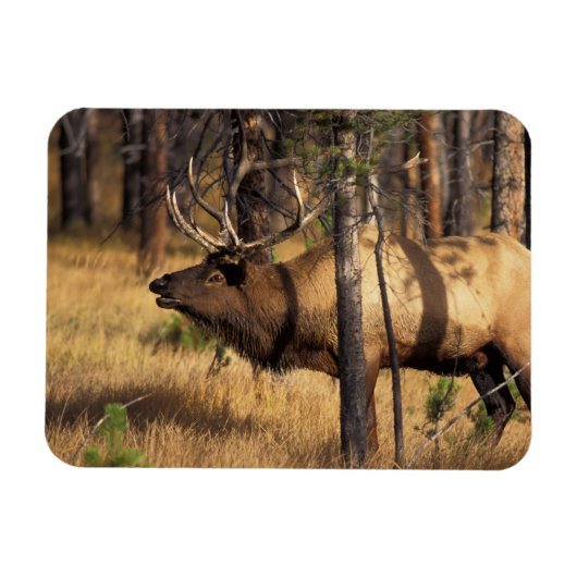 エルク,Cervus elaphus,荒れた土地でラッパを鳴らす雄 マグネット (横)