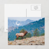 エルク(Cervus Elephus)雄のラブコール ポストカード (正面/裏面)