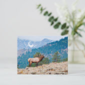 エルク(Cervus Elephus)雄のラブコール ポストカード (スタンド正面)