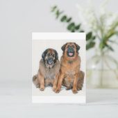 エルサ&ウェリントン ポストカード (スタンド正面)