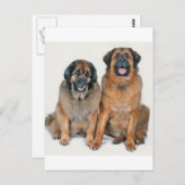 エルサ&ウェリントン ポストカード (正面/裏面)