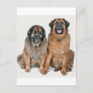 エルサ&ウェリントン ポストカード