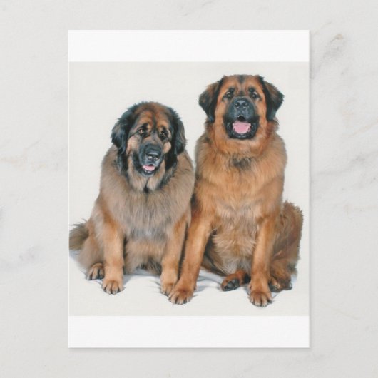 エルサ&ウェリントン ポストカード (正面)