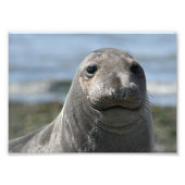 エルシエメアナコルテス フォトプリント (正面)