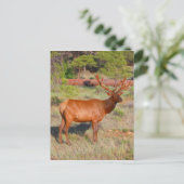 エルスタンド ポストカード (スタンド正面)