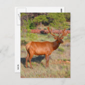 エルスタンド ポストカード (正面/裏面)