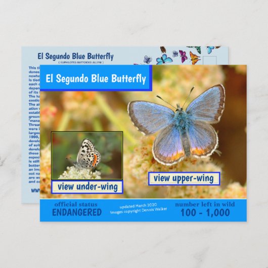 エルセグンドブルーバタフライ絶滅危惧種–3/2020 - シーズンポストカード (正面/裏面)