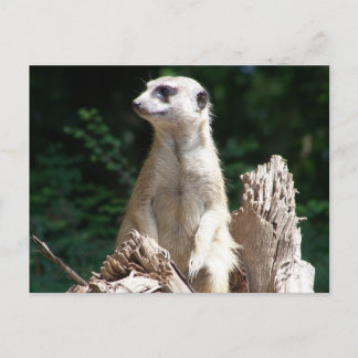 エルダムンヘン ポストカード