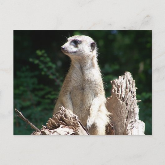 エルダムンヘン ポストカード (正面)