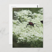 エルダーフラワーの昆虫 ポストカード (正面/裏面)