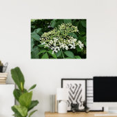 エルダーフラワー ポスター (ホームオフィス)