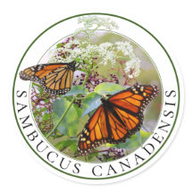 エルダーベリーサンブカスアンド（昆虫）オオカバマダラ、モナークバタフライ