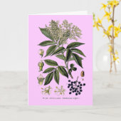 エルダーベリーサンブカスグリーティングカード カード (黄色い花)