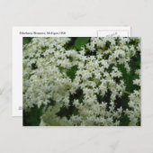 エルダーベリー花はがき ポストカード (正面/裏面)