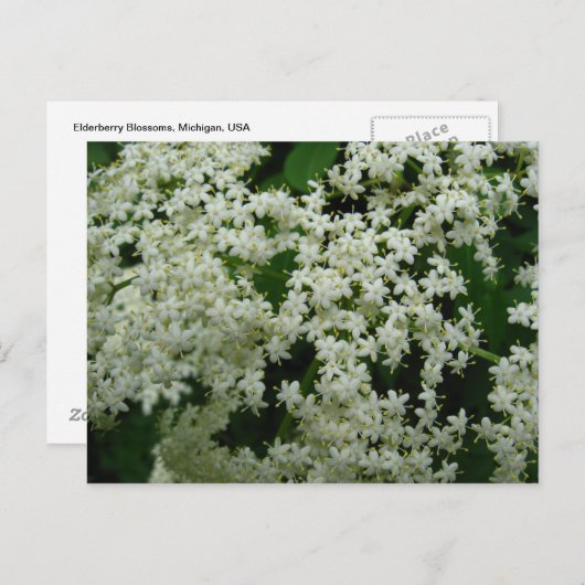エルダーベリー花はがき ポストカード (正面/裏面)