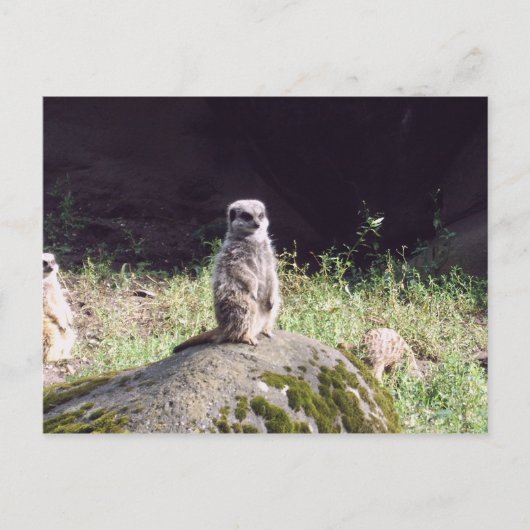 エルドマン ポストカード (正面)