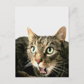 エルビス ポストカード