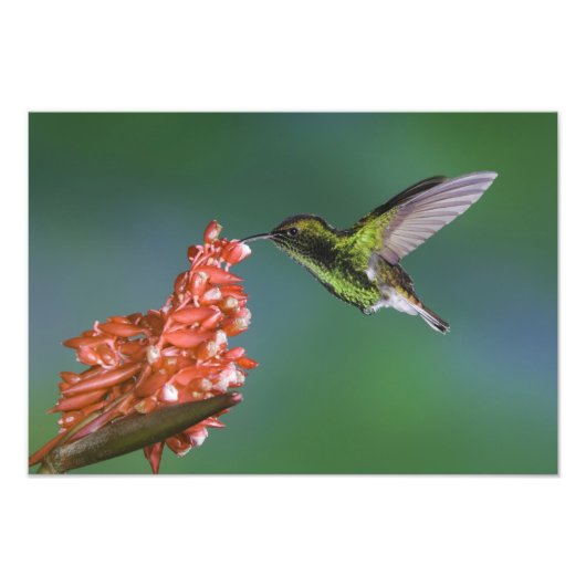 エルビラ・キュプリープスのコパリ頭のエメラルド フォトプリント (正面)