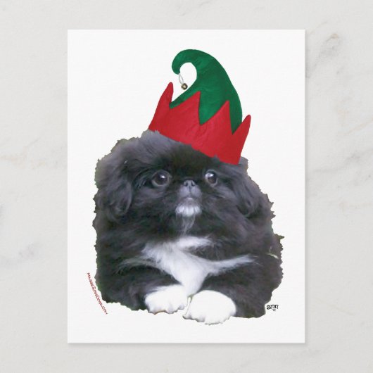 エルフィンペキニーズの子犬のクリスマス シーズンポストカード (正面)