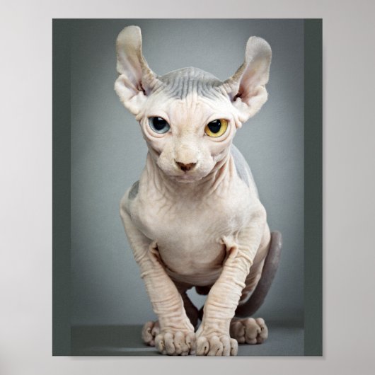 エルフスフィンクス猫の写真 ポスター (正面)