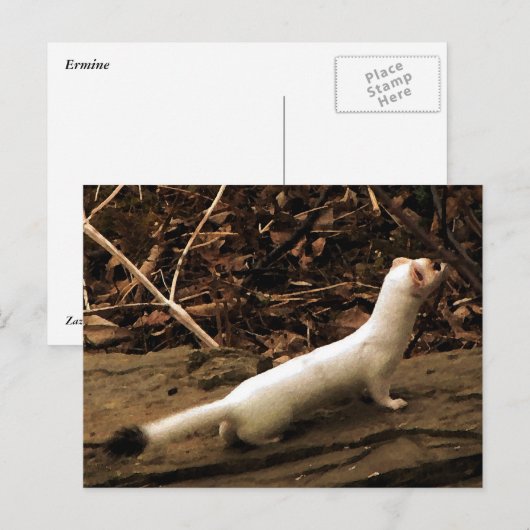 エルミン ポストカード (正面/裏面)