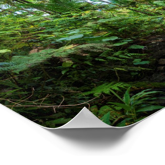 エルユンケ熱帯雨林の熱帯植物 ポスター (角)