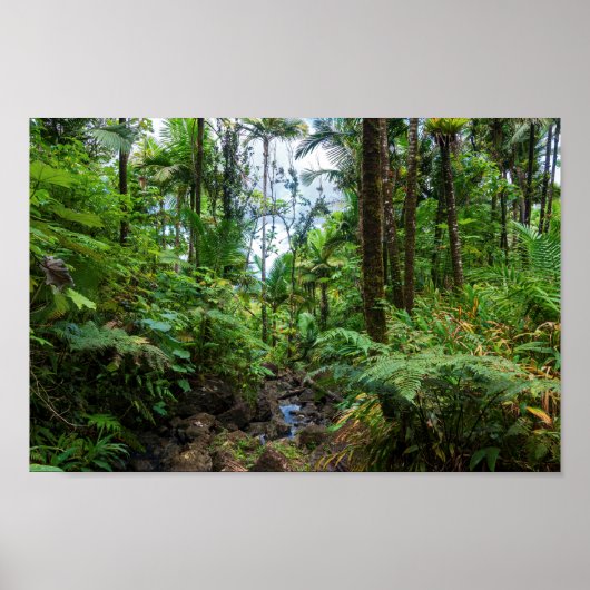 エルユンケ熱帯雨林の熱帯植物 ポスター (正面)