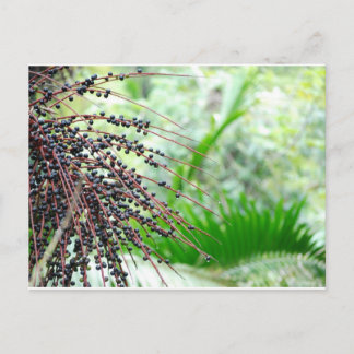 エルユンケ雨林 ポストカード
