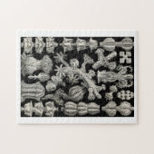 エルンストハイケルゴルゴニア ジグソーパズル (横)