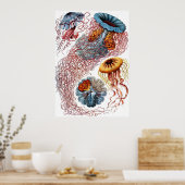 エルンストハイケルディスコメデス ポスター (キッチン)