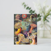 エルンストハエッケルアチニエーアシーアネモン ポストカード (スタンド正面)