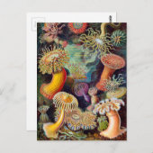 エルンストハエッケルアチニエーアシーアネモン ポストカード (正面/裏面)