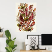 エルンストハエッケルアートプリント:ネペントス科 ポスター (ホームオフィス)