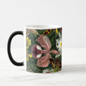 エルンストハエッケルアートプリント:Orchidae Oncidiums,チューリップ モーフィングマグカップ (左)