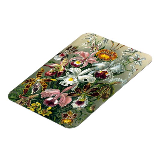 エルンストハエッケルオルキデアマグネット マグネット (左側)