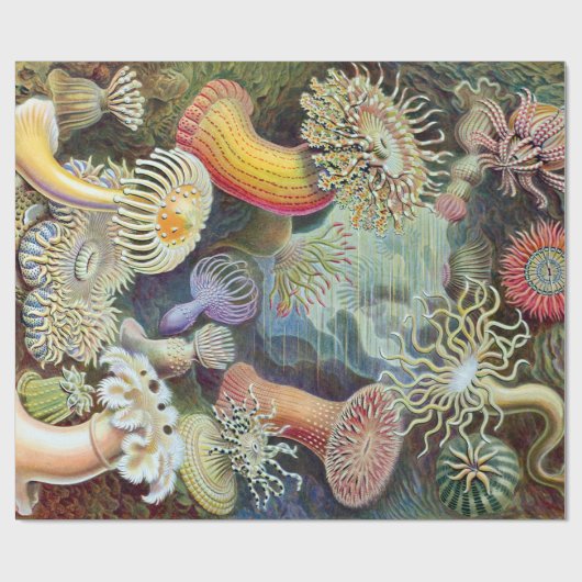 エルンストハエッケルクンストフォルメンデルナトゥールアクチニエ ラッピングペーパー (フラット)