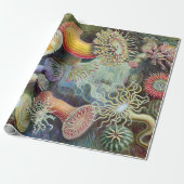 エルンストハエッケルクンストフォルメンデルナトゥールアクチニエ ラッピングペーパー (アンロールド)