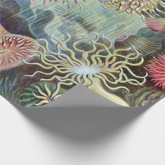 エルンストハエッケルクンストフォルメンデルナトゥールアクチニエ ラッピングペーパー (角)