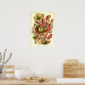 エルンストハエッケルクンストフォルメンデルナトゥールネペンテア ポスター (キッチン)