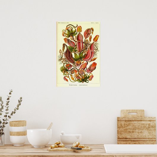 エルンストハエッケルクンストフォルメンデルナトゥールネペンテア ポスター (キッチン)