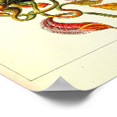 エルンストハエッケルクンストフォルメンデルナトゥールネペンテア ポスター (角)