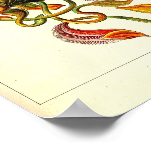 エルンストハエッケルクンストフォルメンデルナトゥールネペンテア ポスター (角)