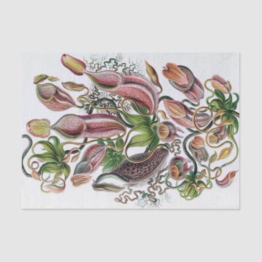 エルンストハエッケルクンストフォルメンデルナトゥールネペンテウス科P 薄葉紙 (正面)