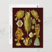 エルンストハエッケルファインアート ポストカード (正面/裏面)