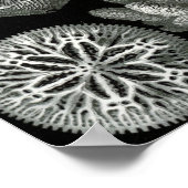 エルンストハエッケルヘキサコレアコーラル ポスター (角)