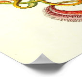 エルンストハエッケル – ネペントス科 ポスター (角)