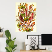 エルンストハエッケル – ネペントス科 ポスター (ホームオフィス)