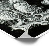 エルンストヘイケルアートフォームオブ自然プリント ポスター (角)